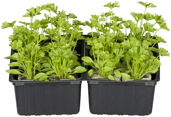 Bild 3 von Gemüsepflanzen