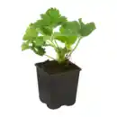 Bild 3 von GARDENLINE Erdbeere / Rhabarber