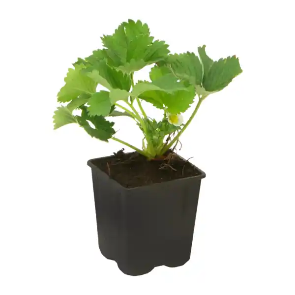 Bild 3 von GARDENLINE Erdbeere / Rhabarber