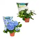 Bild 1 von GARDENLINE Hortensie