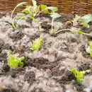 Bild 1 von Powertec Garden Schafwoll-Noppen 200 g