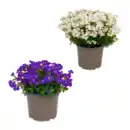 Bild 1 von GARDENLINE Polsterstaude