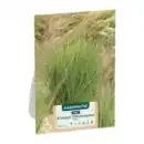 Bild 4 von GARDENLINE Ziergras