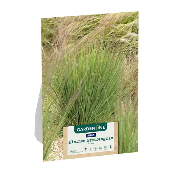 Bild 4 von GARDENLINE Ziergras