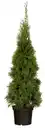 Bild 1 von Thuja Smaragd