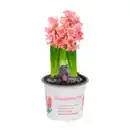 Bild 2 von GARDENLINE Narzissen / Hyazinthen