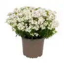 Bild 3 von GARDENLINE Polsterstaude