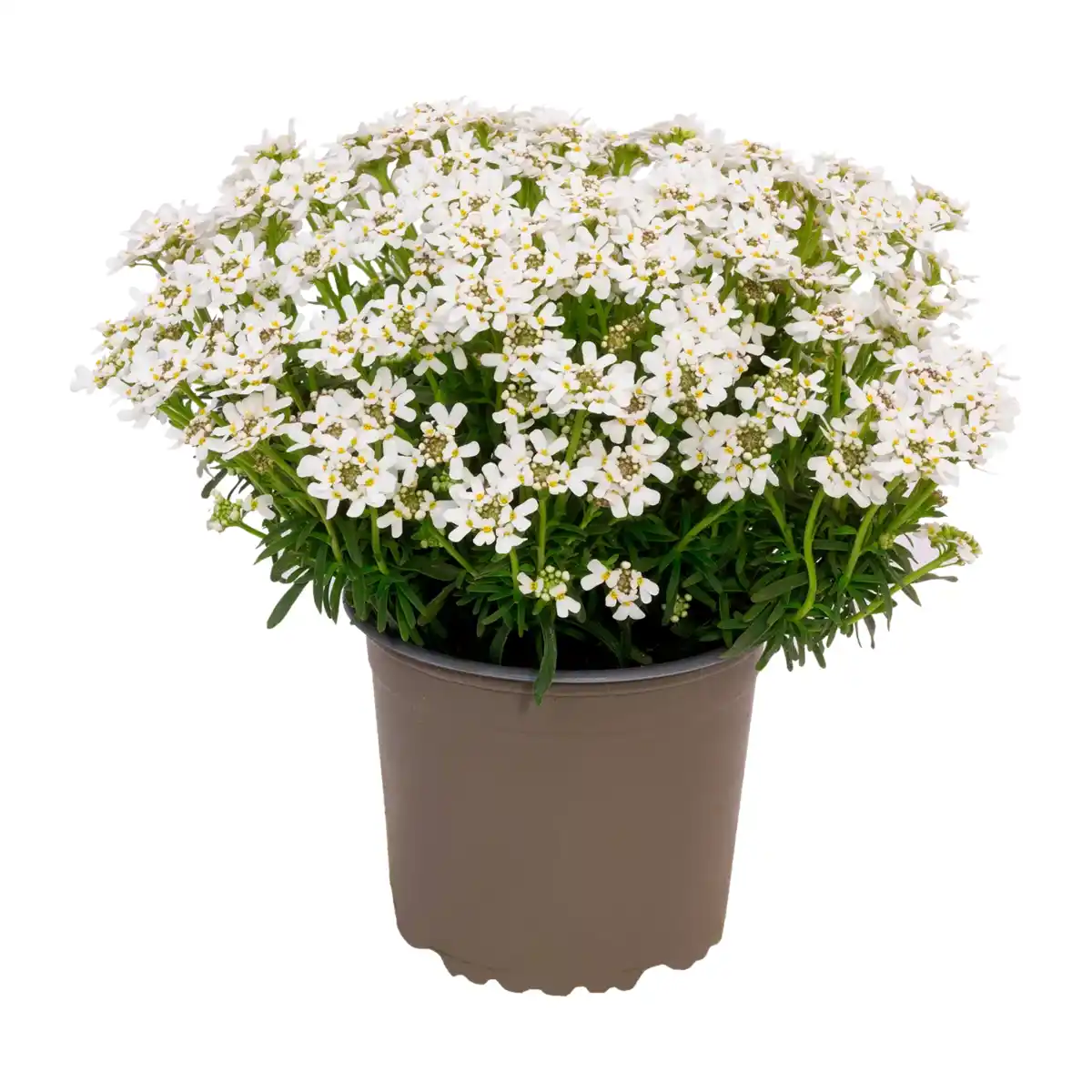 Bild 3 von GARDENLINE Polsterstaude