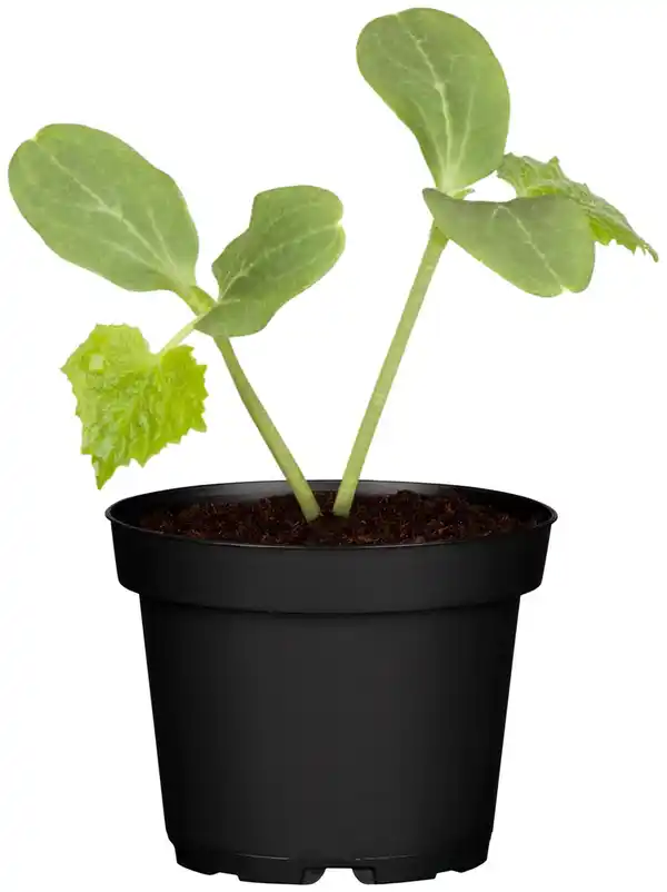 Bild 2 von Gemüsepflanzen