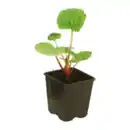 Bild 2 von GARDENLINE Erdbeere / Rhabarber