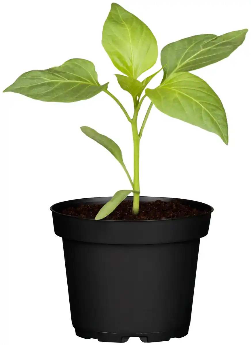 Bild 1 von Gemüsepflanzen