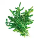 Bild 1 von Rucola