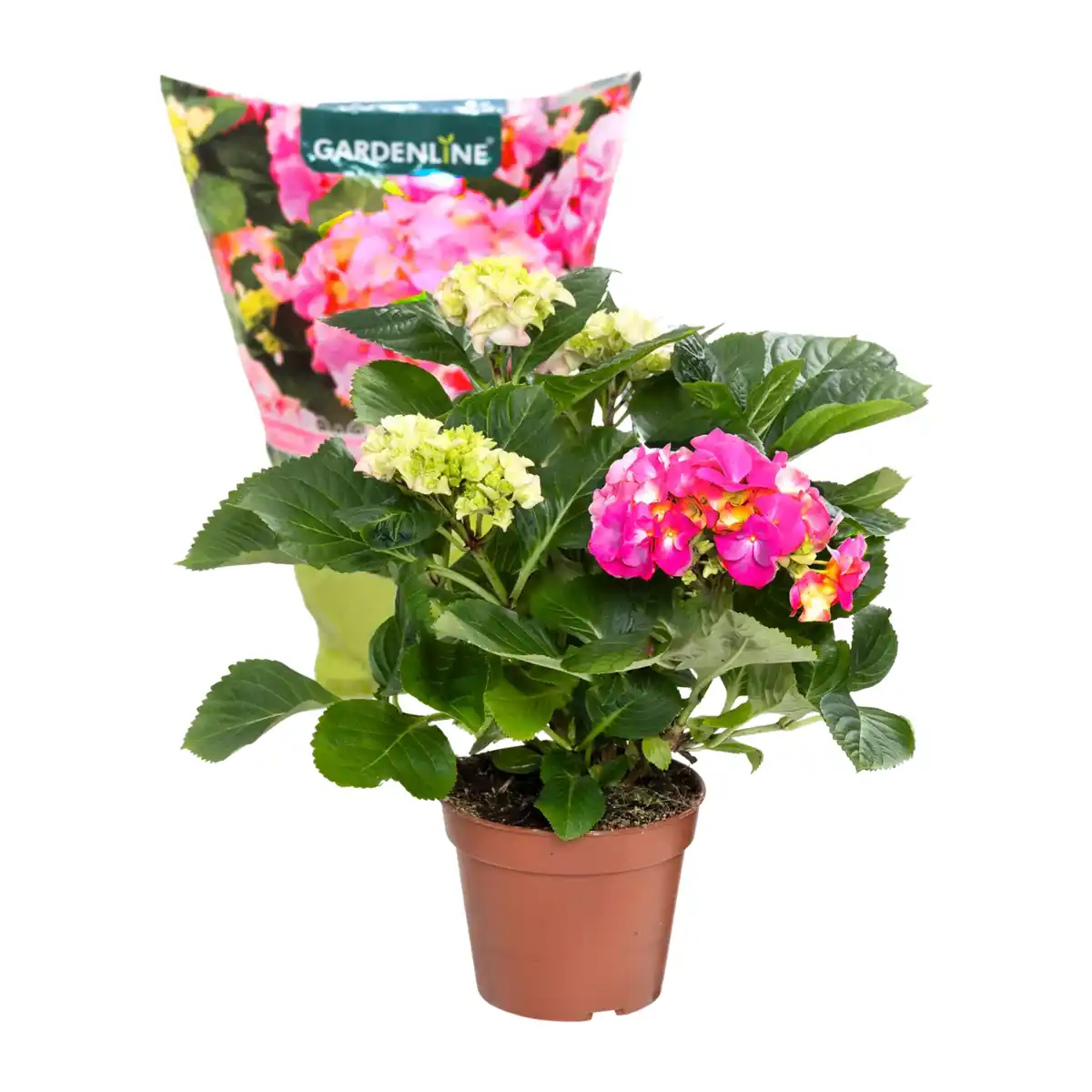 Bild 3 von GARDENLINE Hortensie