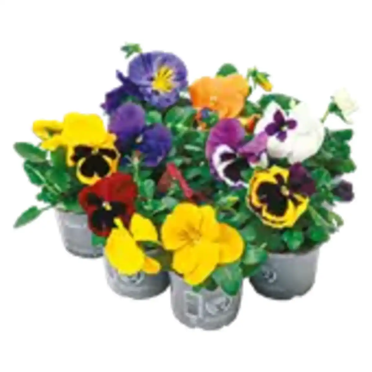 Bild 1 von Viola „Stiefmütterchen“ oder Viola Cornuta „Hornveilchen“