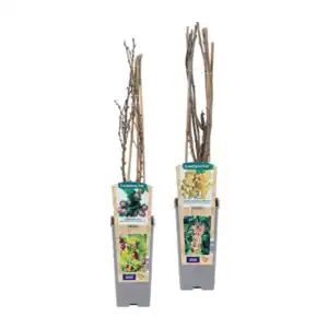 GARDENLINE Beerenstrauch