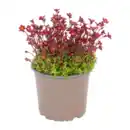 Bild 4 von GARDENLINE Polsterstaude