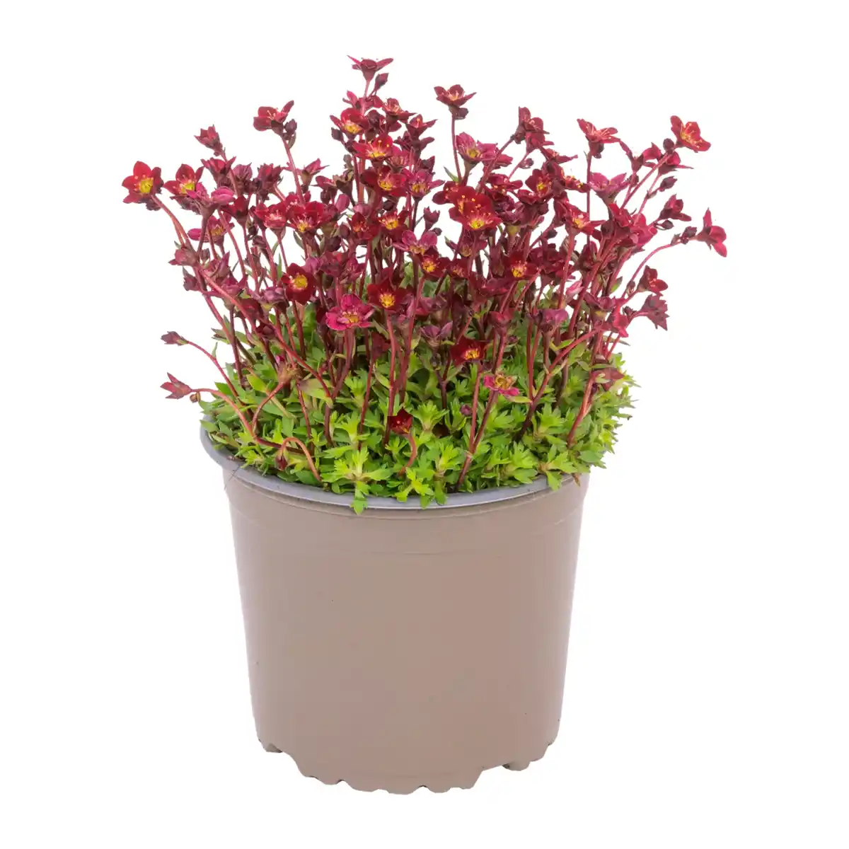 Bild 4 von GARDENLINE Polsterstaude