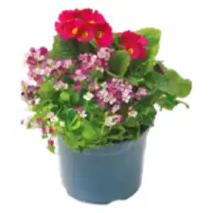 XXL Spring Deluxe Mix