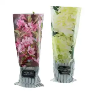 GARDENLINE Rispenhortensie / Blütenstrauch