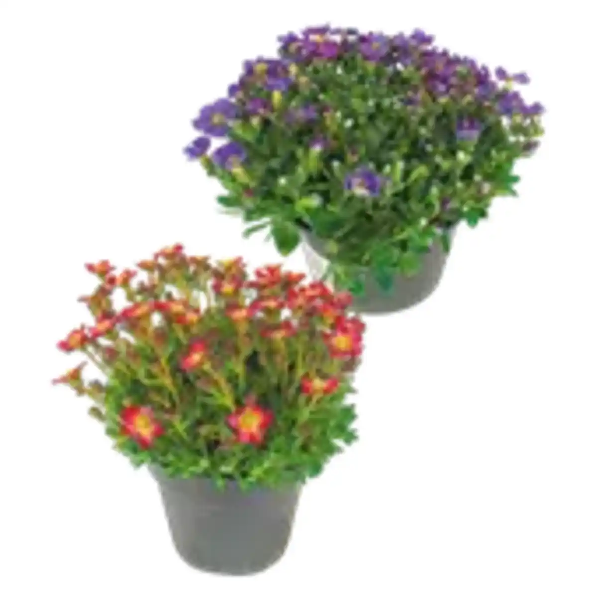 Bild 1 von Saxifraga „Steinbrech“ oder Aubretia „Blaukissen“