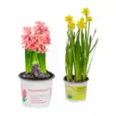 Bild 1 von GARDENLINE Narzissen / Hyazinthen