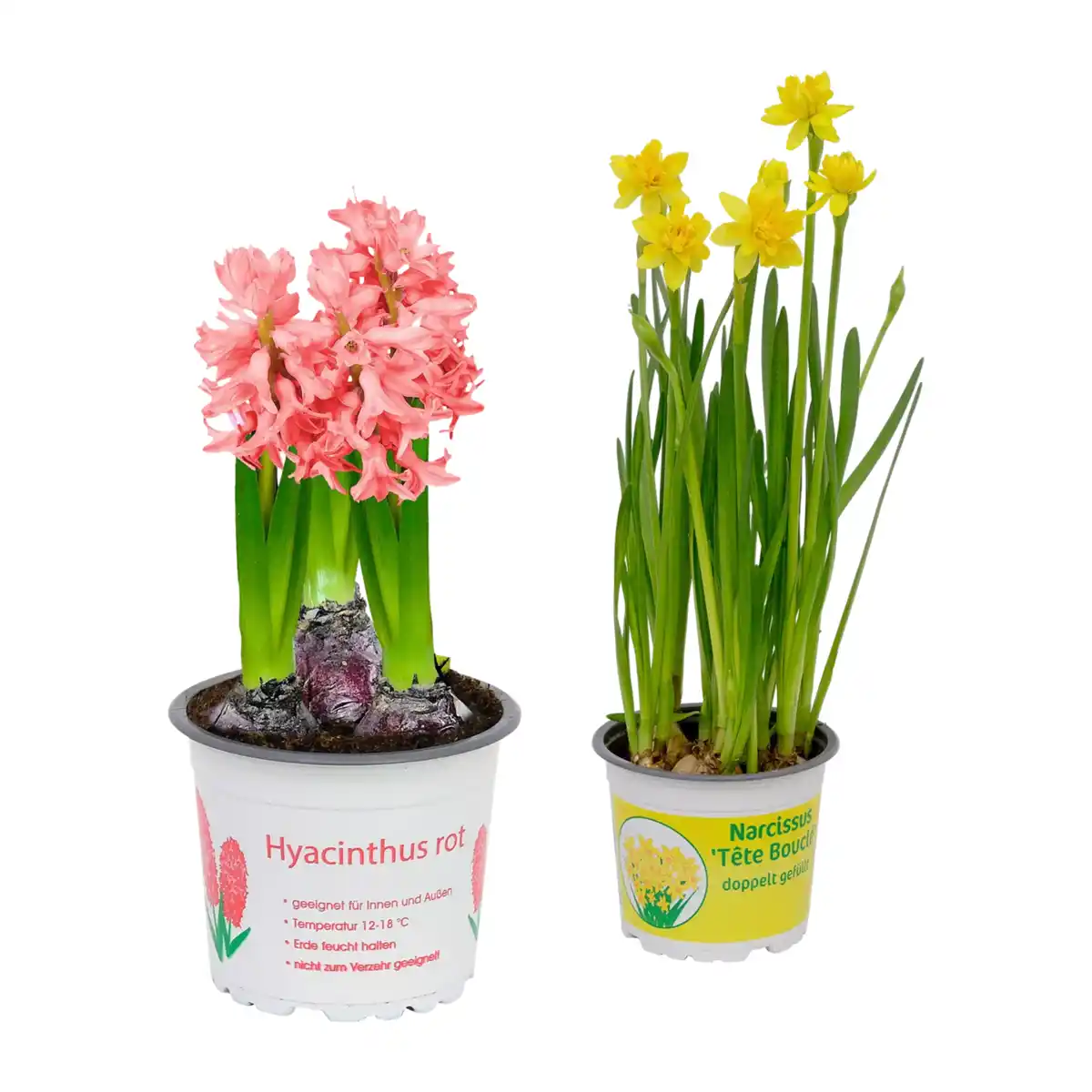 Bild 1 von GARDENLINE Narzissen / Hyazinthen