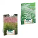Bild 1 von GARDENLINE Ziergras