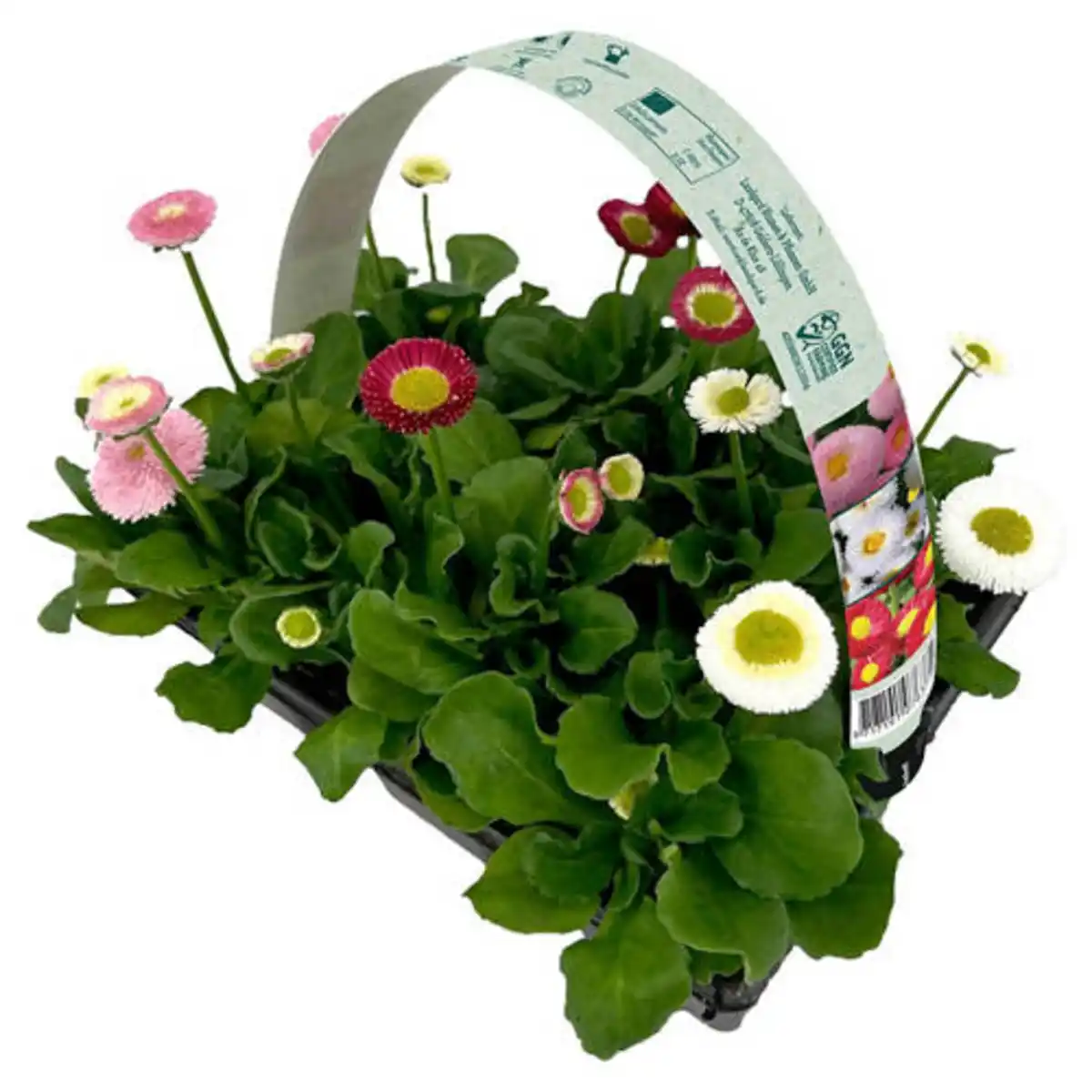 Bild 1 von GARDENLINE Frühlingsmix 6er-Packung, Rosa