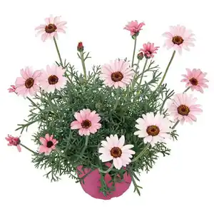 GARDENLINE Spring Pink Mix, Marokko-Margerite