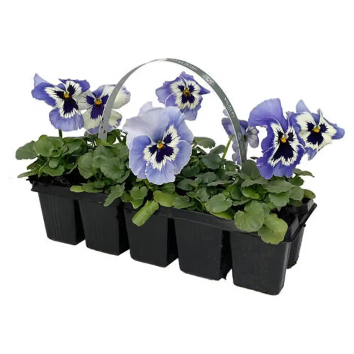 Bild 1 von GARDENLINE Beetpflanzen 10er-Hornveilchen, Blau