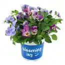 Bild 1 von GARDENLINE Viola Cornuta Trios, Weiß- Hellviolett- Dunkellila
