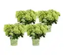 Bild 1 von Bodendecker-Rispen-Hortensie Groundbreaker® 'Greeny' ™, 4er-Set