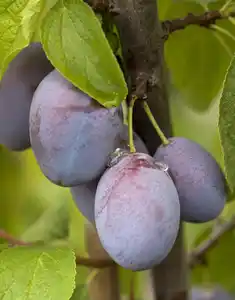 Bio Obstbaum Pflaume in Sorten 19 cm Topf, 100-125 cm hoch