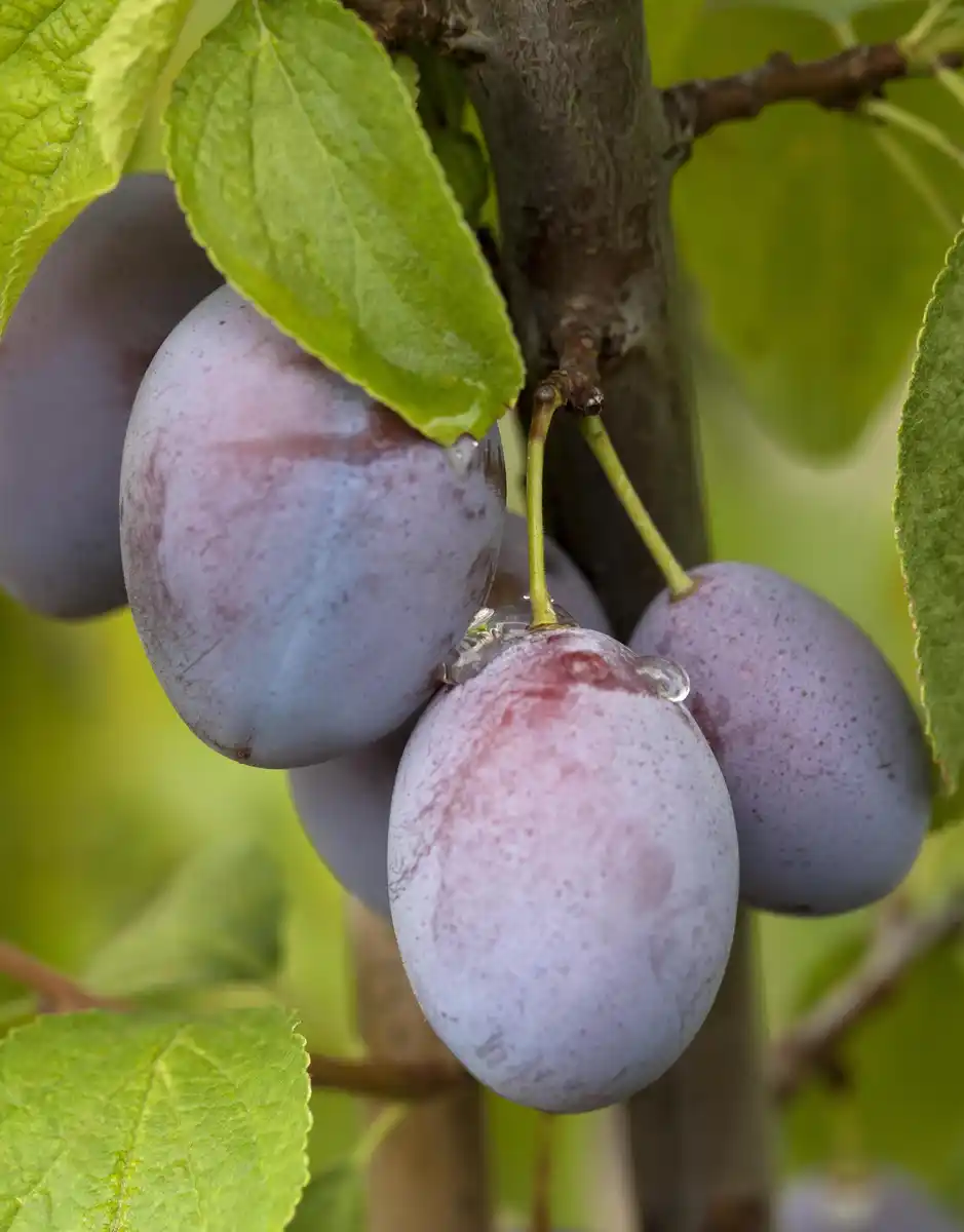 Bild 1 von Bio Obstbaum Pflaume in Sorten 19 cm Topf, 100-125 cm hoch