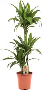 Grünpflanzen im 21 cm Topf, verschiedene Sorten