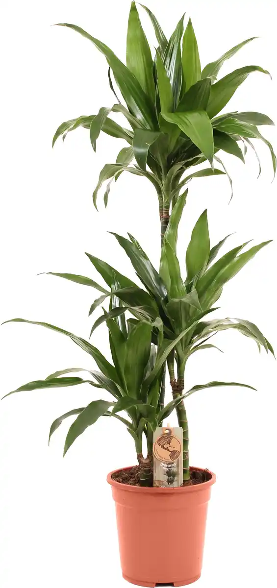 Bild 1 von Grünpflanzen im 21 cm Topf, verschiedene Sorten