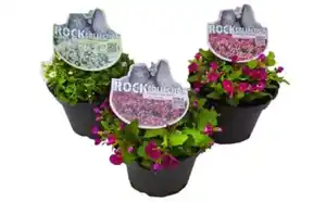 Polsterstauden Rock Collection Gänsekresse Arabis caucasica H 5 - 20 cm 13 cm Topf