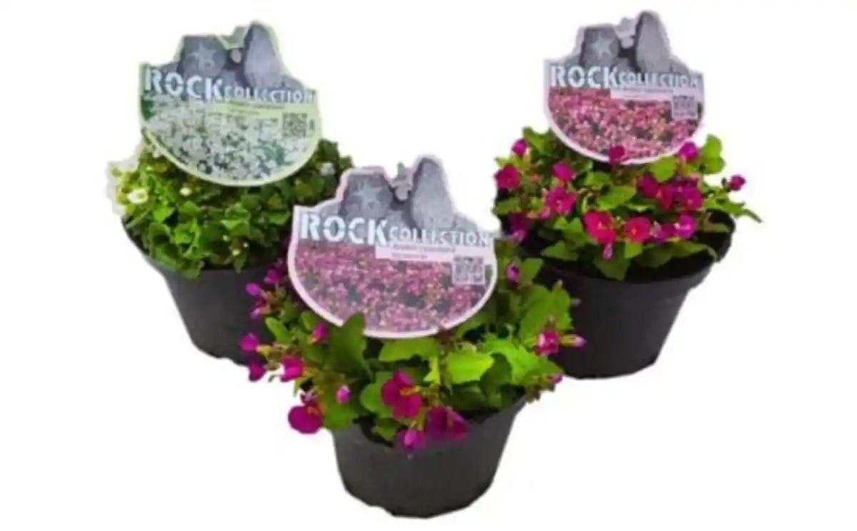 Bild 1 von Polsterstauden Rock Collection Gänsekresse Arabis caucasica H 5 - 20 cm 13 cm Topf