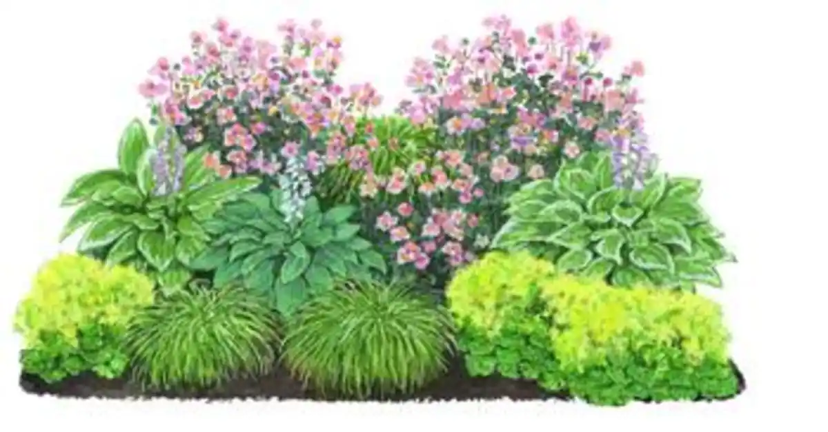 Bild 1 von Bio Stauden-Set Schattengarten, 12-teilig