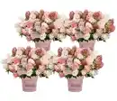 Bild 1 von Bodendecker-Rispen-Hortensie Groundbreaker® 'Blush' ™, 4er-Set