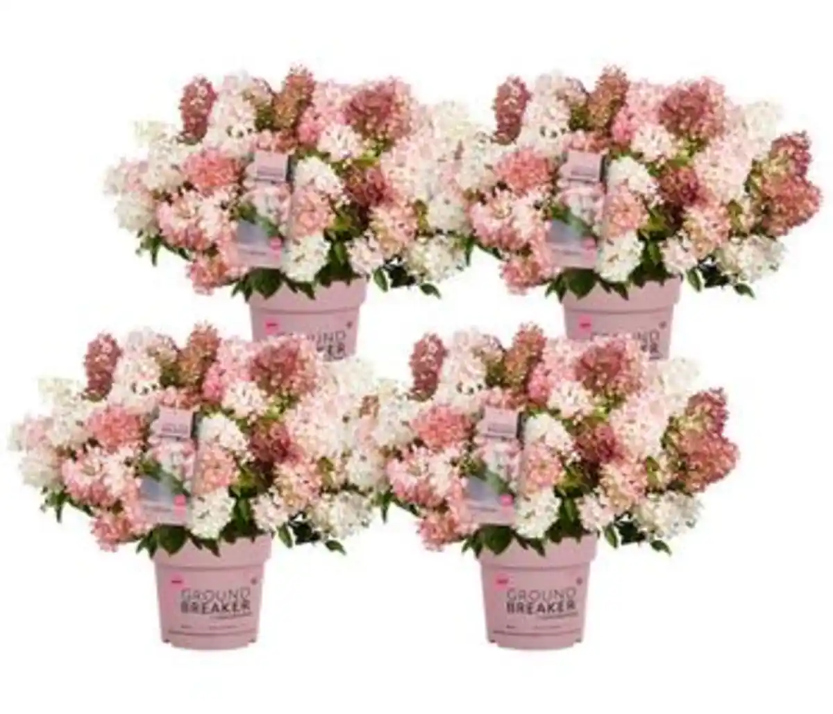 Bild 1 von Bodendecker-Rispen-Hortensie Groundbreaker® 'Blush' ™, 4er-Set