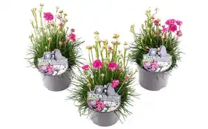 Polsterstauden Rock Collection Grasnelken Armeria Twins H ca. 20 cm 13 cm Topf