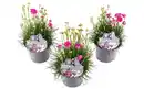 Bild 1 von Polsterstauden Rock Collection Grasnelken Armeria Twins H ca. 20 cm 13 cm Topf