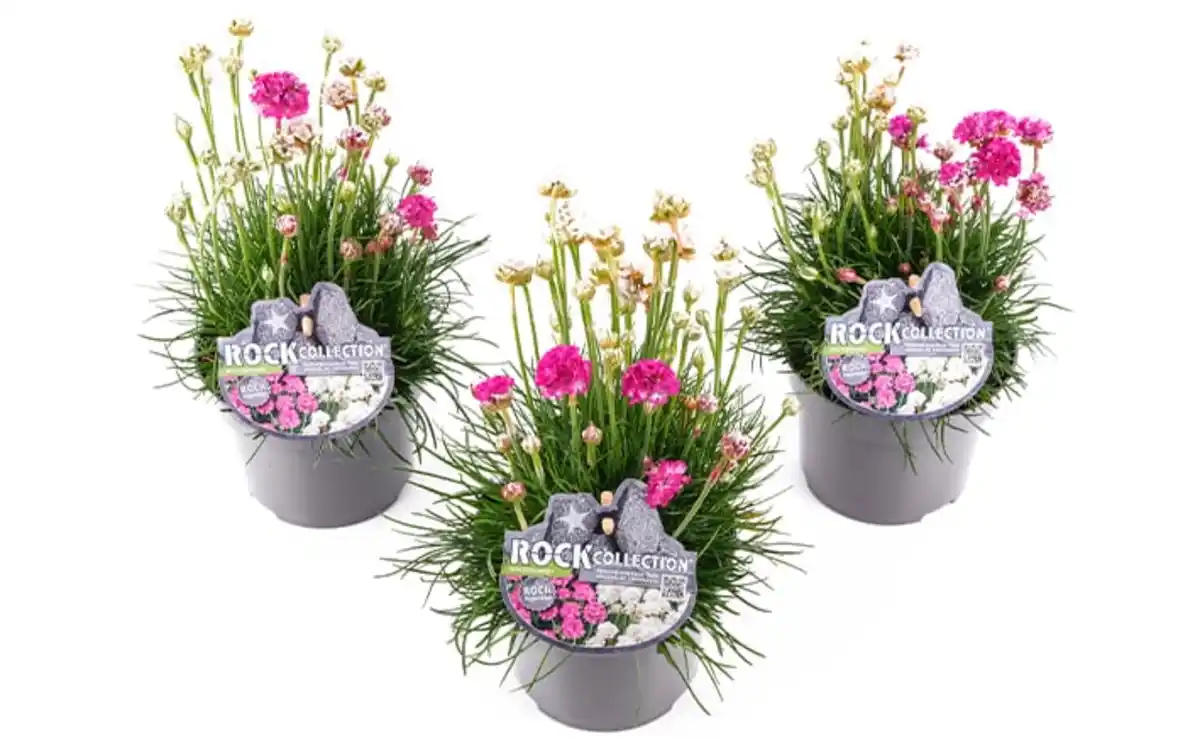 Bild 1 von Polsterstauden Rock Collection Grasnelken Armeria Twins H ca. 20 cm 13 cm Topf