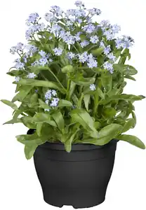 Vergissmeinnicht Myosotis Mon Amie H ca. 10 cm, 10,5 cm Topf