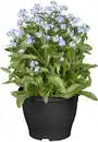 Bild 1 von Vergissmeinnicht Myosotis Mon Amie H ca. 10 cm, 10,5 cm Topf
