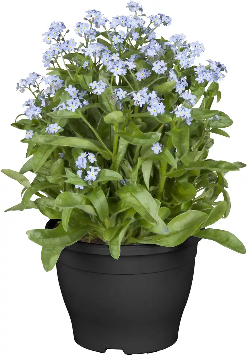 Bild 1 von Vergissmeinnicht Myosotis Mon Amie H ca. 10 cm, 10,5 cm Topf