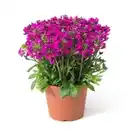 Bild 1 von Polsterstauden Rock Collection Gänsekresse Arabis blepharophylla H ca 10 - 20 cm 13 cm Topf