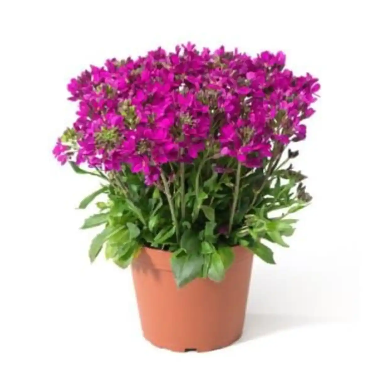 Bild 1 von Polsterstauden Rock Collection Gänsekresse Arabis blepharophylla H ca 10 - 20 cm 13 cm Topf