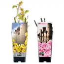 Bild 1 von Englische Rosen